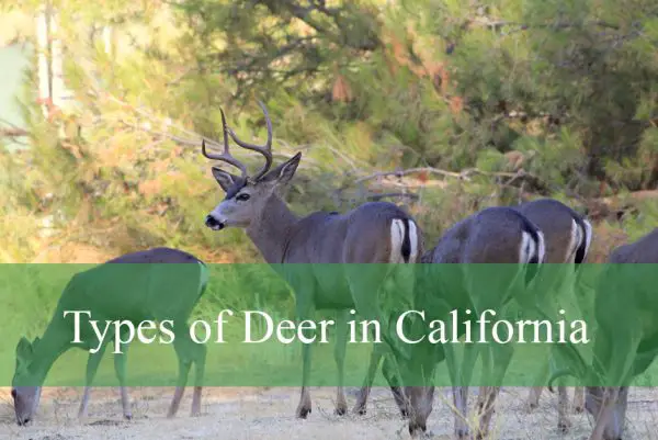 Types of Deer in California