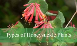 30 Types of Honeysuckle Plants (With Pictures and Identification)