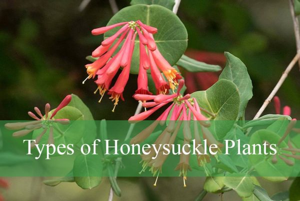 Types of Honeysuckle Plants