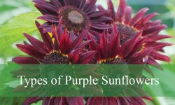 8 Beautiful Purple Sunflowers (With Pictures and Identification)