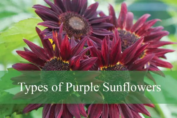 Types of Purple Sunflowers