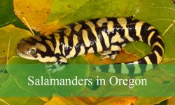 20 Types of Salamanders in Oregon (Pictures and Identification)
