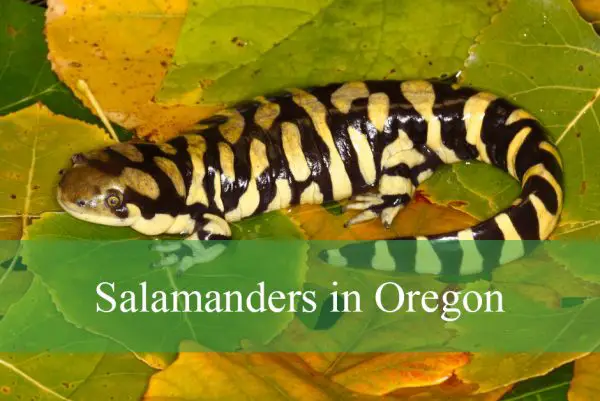 Types of Salamanders in Oregon