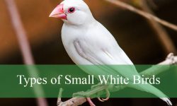 Top 5 Types of Small White Birds (With Pictures and Identification)