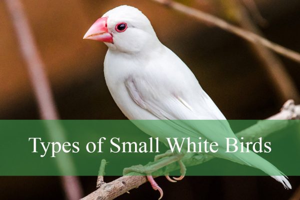 Types of Small White Birds