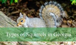 3 Types of Squirrels in Georgia (With Pictures and Identification)