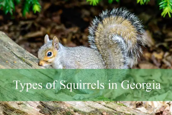 Types of Squirrels in Georgia