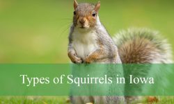 5 Common Squirrels in Iowa (With Pictures and Identification)