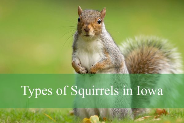 Types of Squirrels in Iowa
