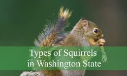 8 Types of Squirrels in Washington State (With Pictures)