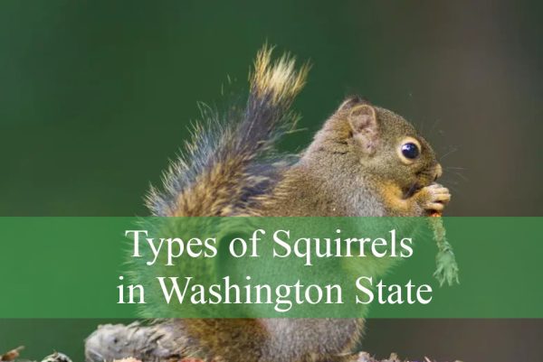 Types of Squirrels in Washington State