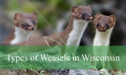 3 Types of Weasels in Wisconsin (With Pictures and Identification)