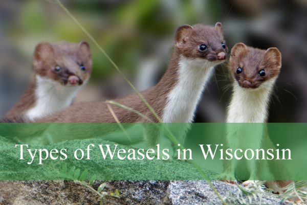 Types of Weasels in Wisconsin