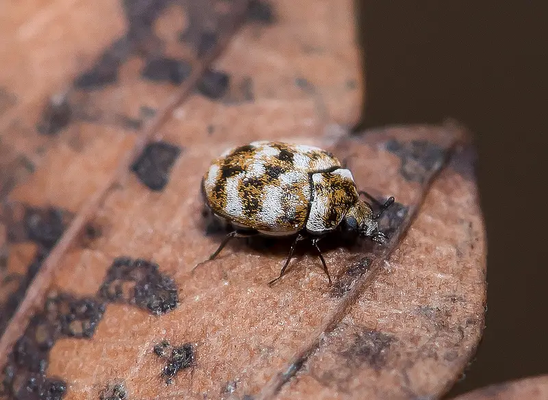 Types of Beetle Insects