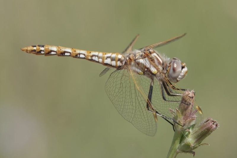 Dragonflies in Michigan