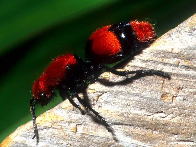 Bugs in Texas