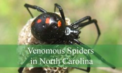 3 Venomous Spiders in North Carolina (Pictures and Identification)