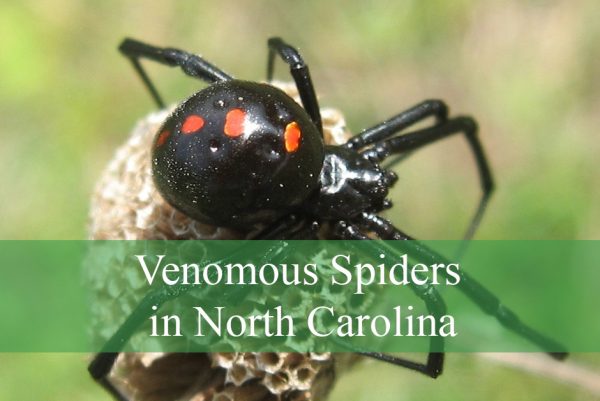 Venomous Spiders in North Carolina
