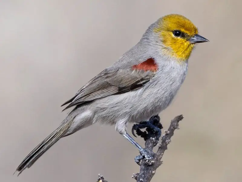 Desert Birds of West Texas
