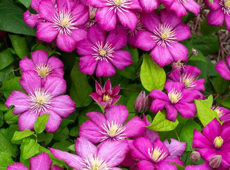 Types of Clematis Plants