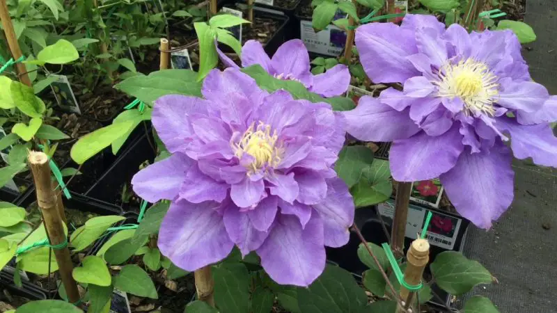 Types of Clematis Plants