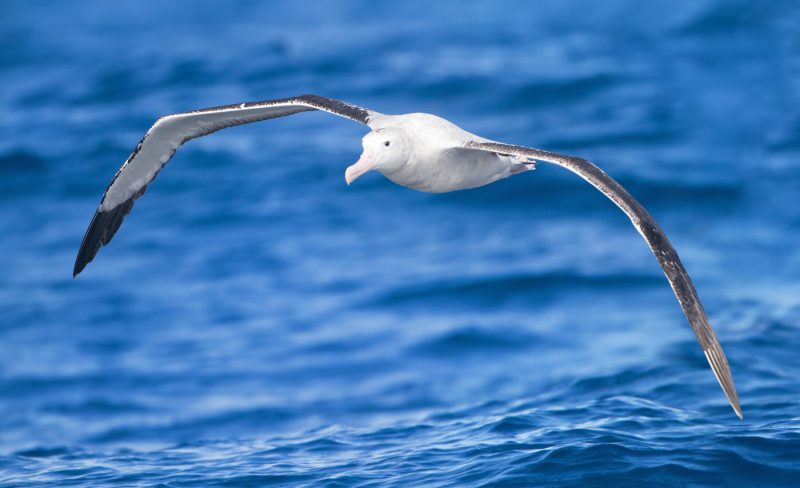 Biggest Birds in the World That Can Fly