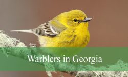 26 Warblers in Georgia (With Pictures and Identification)