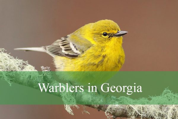 Warblers in Georgia
