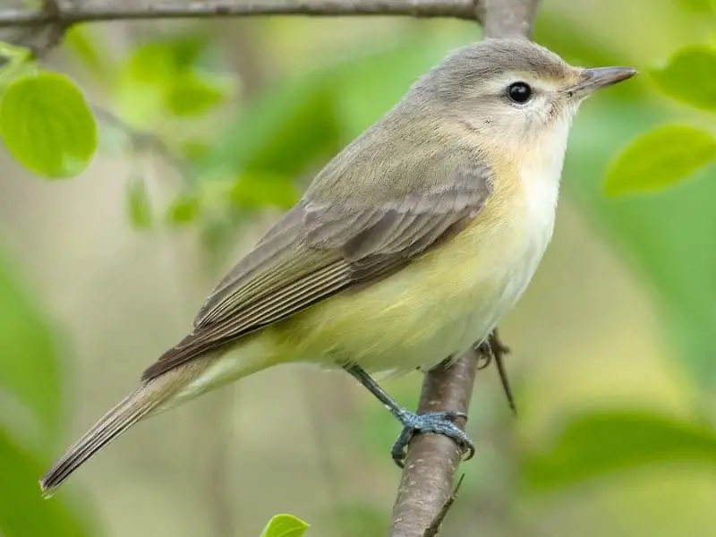 Small Birds in New Jersey