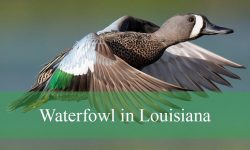 Top 25 Waterfowl in Louisiana (With Pictures and Identification)