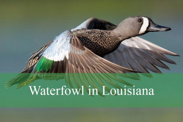 Waterfowl in Louisiana