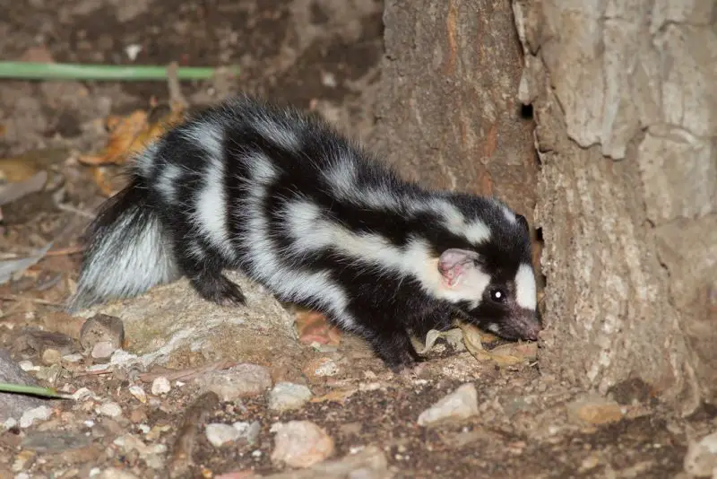 Skunks in Arizona