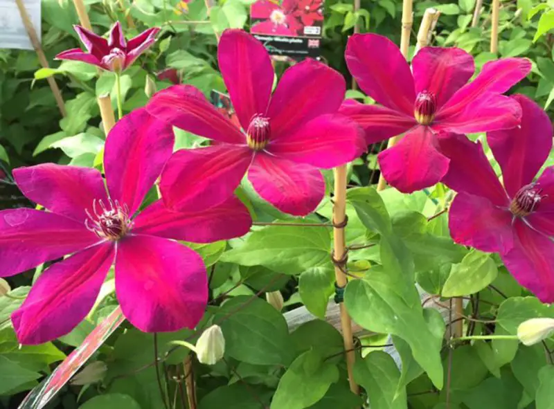 Types of Clematis Plants