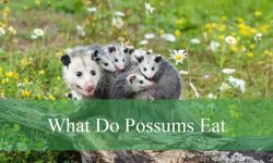 What Do Possums Eat? Everything You Need to Know