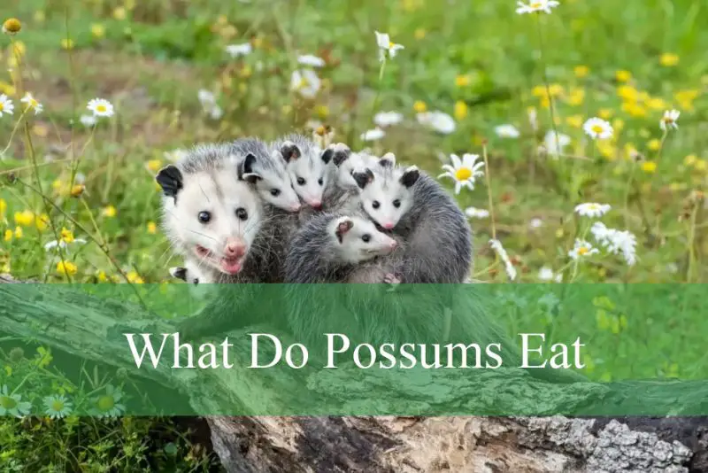 What Do Possums Eat