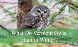 What Do Owls in Vermont Hunt During Snowy Winters?