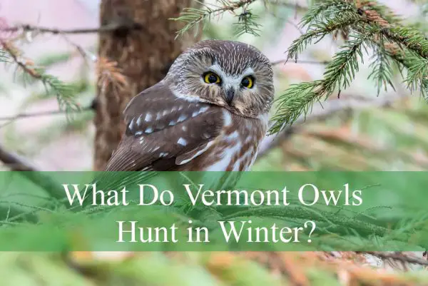 What Do Vermont Owls Hunt in Winter