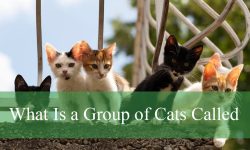 What Is a Group of Cats Called? Fun Facts About Cat Collectives