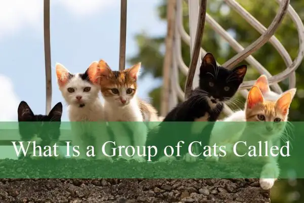 What Is a Group of Cats Called