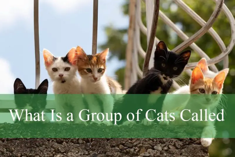 What Is a Group of Cats Called