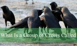 What Is a Group of Crows Called? Fascinating Facts