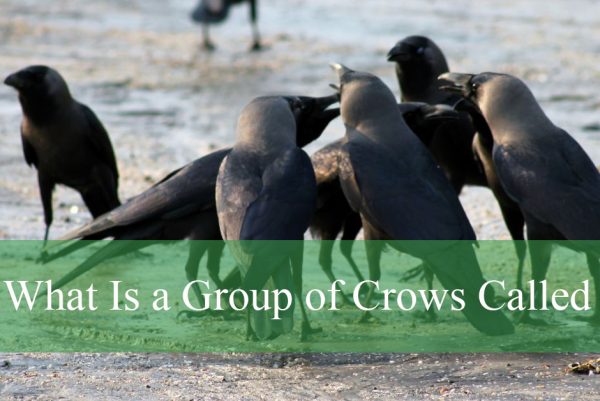 What Is a Group of Crows Called
