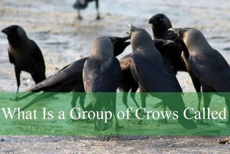What Is a Group of Crows Called