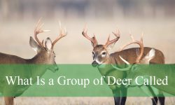 What Is a Group of Deer Called? Fun Facts You Didn’t Know