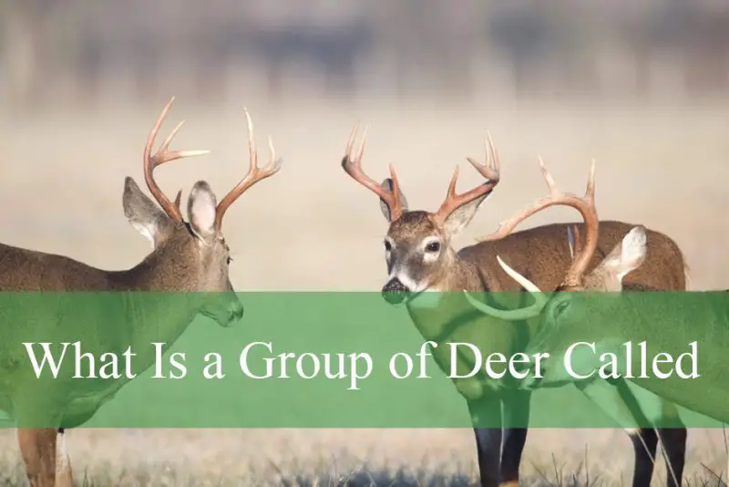 What Is a Group of Deer Called