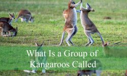 What Is a Group of Kangaroos Called? Fascinating Wildlife Facts