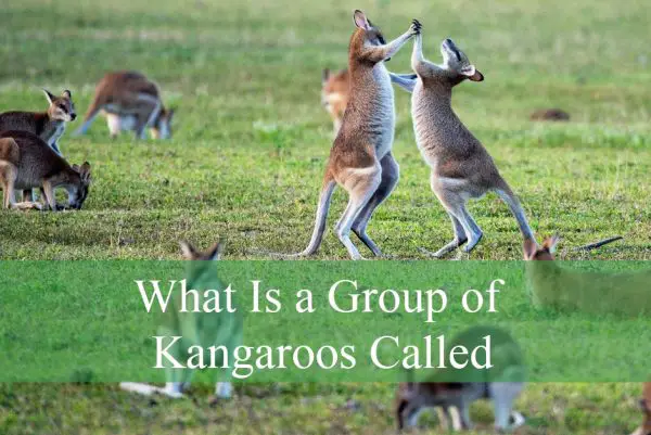 What Is a Group of Kangaroos Called