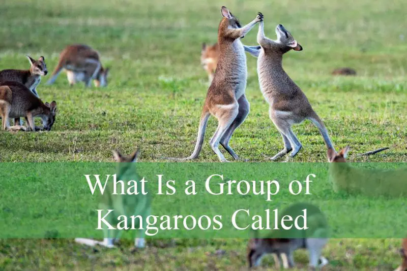 What Is a Group of Kangaroos Called
