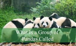 What Is a Group of Pandas Called? Amazing Facts Revealed