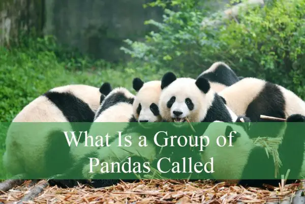 What Is a Group of Pandas Called